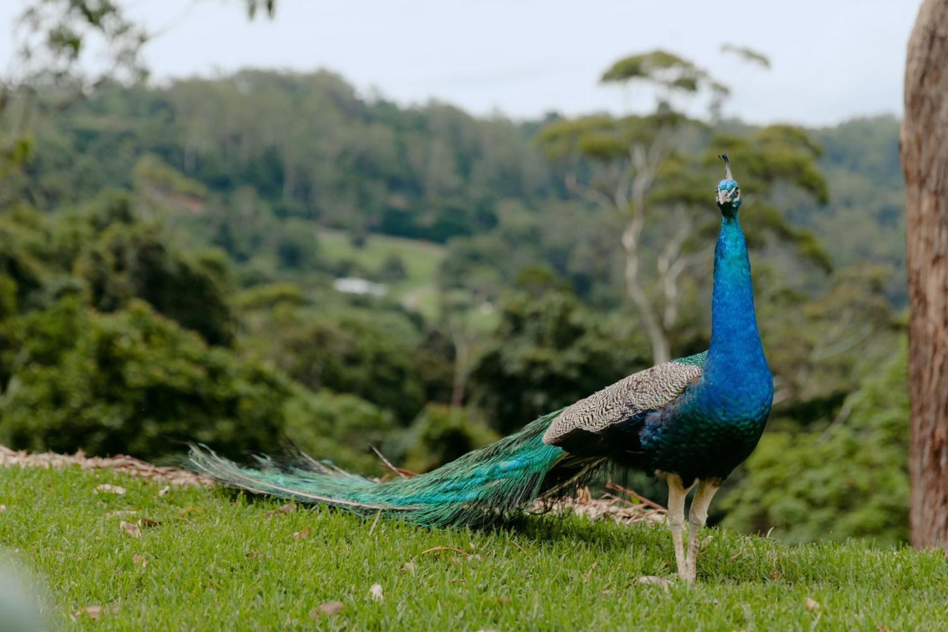 The Tamborine - Boutique Hotel Mount Tamborine